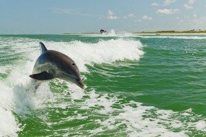 a-dolphin-is-pictured-in-the-gulf-of-mexico.jpg